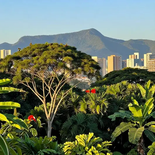 Descubra a Fascinante Observação de Aves em Belo Horizonte